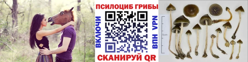 Псилоцибиновые грибы GOLDEN TEACHER  hydra ССЫЛКА  Нефтекамск 